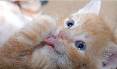 我就像一只趴在玻璃窗上面的苍蝇,我就像一只趴在玻璃上的苍蝇