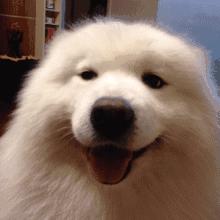 猫咪一直舔我皮肤,猫咪总是舔自己舔出血