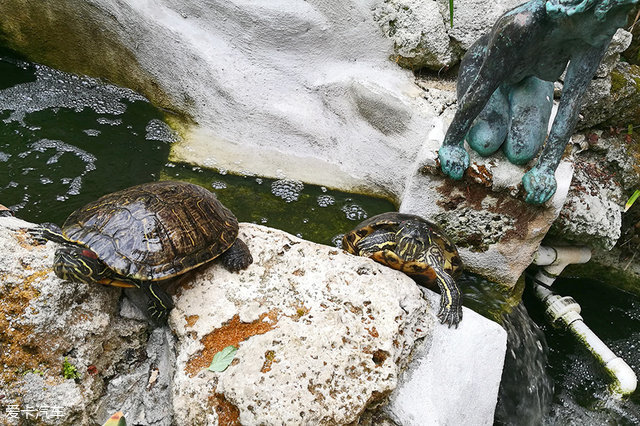 海陆皆猛虎路虎百慕大美洲帆船赛之旅