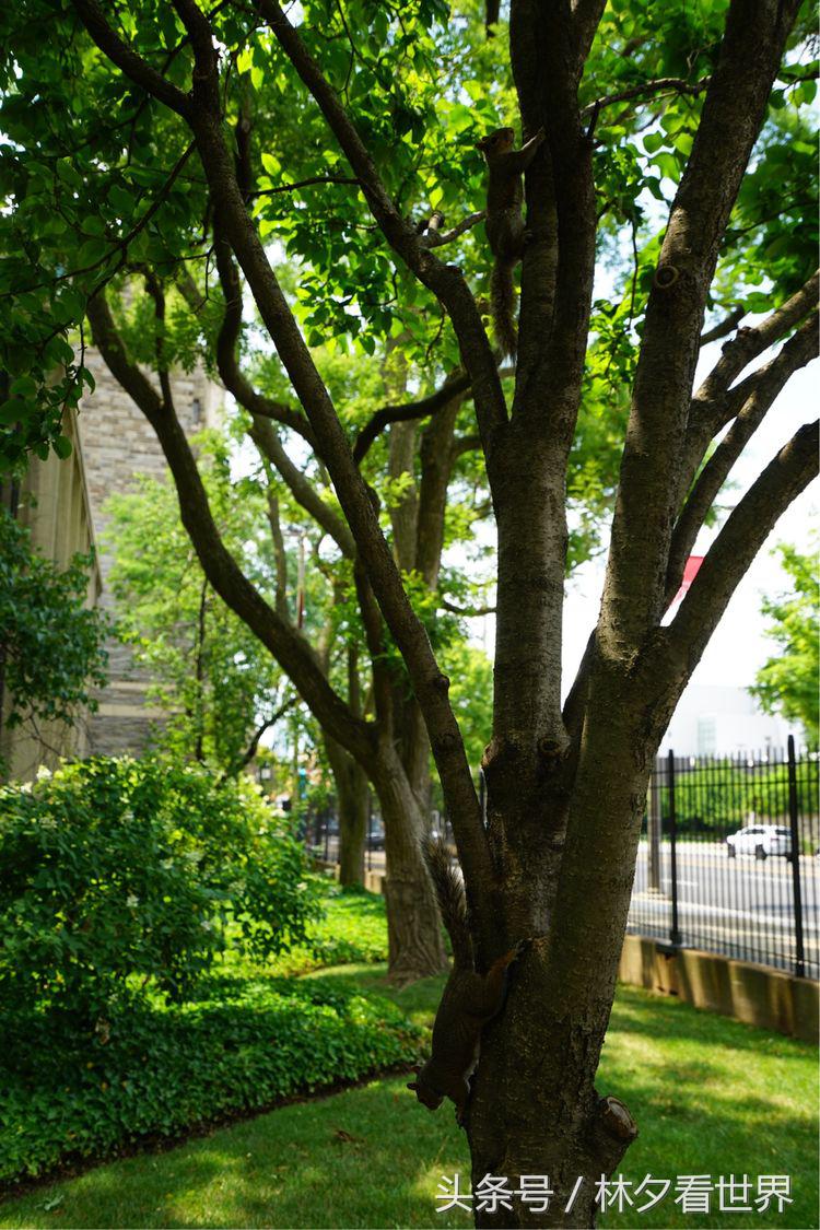 美国天普大学在哪个州,美国费城的大学
