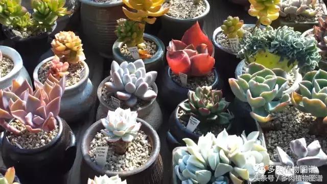 满阳台的多肉,满阳台多肉