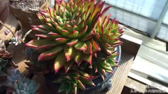 满阳台的多肉,满阳台多肉