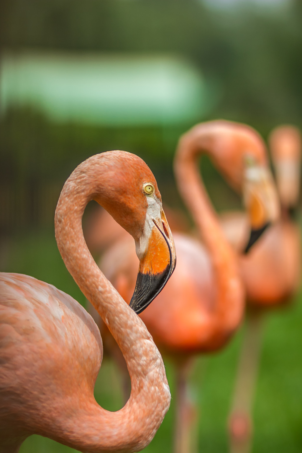 鐏儓楦熺潾姣涜啅瀵嗙⒊,鐏儓楦熺粏寰潾姣涜啅