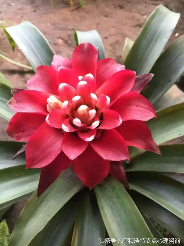 控制不住的焦虑恐慌怎么缓解,都市人的焦虑