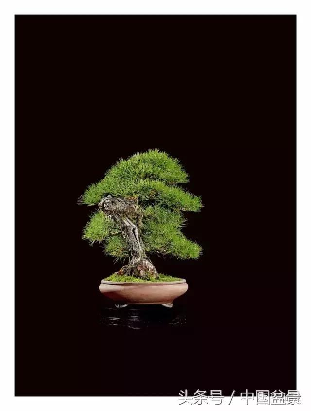 全国盆景拍卖前十 (盆景拍卖专场)