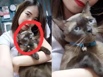 猫咪眼睑内翻解决办法,猫咪下眼睫毛内翻割眼皮后闭不上