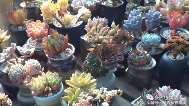满阳台的多肉,满阳台多肉