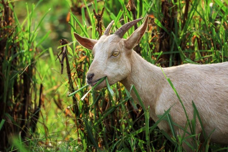 全国各地烤全羊,万人吃烤全羊