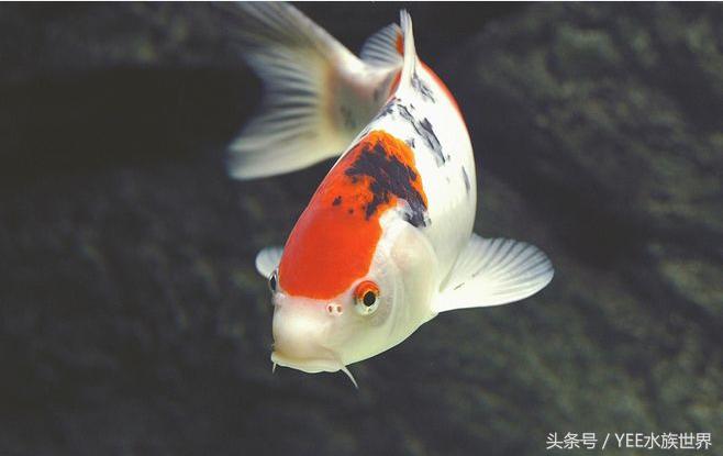 养锦鲤日常注意事项,如何正确饲养锦鲤