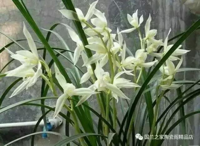 春兰和蕙兰莲瓣,蕙兰带花苞的兰花怎样上盆