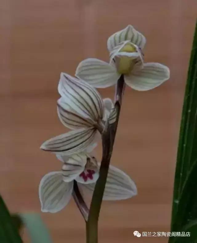 春兰和蕙兰莲瓣,蕙兰带花苞的兰花怎样上盆