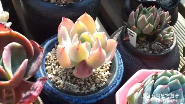 满阳台的多肉,满阳台多肉