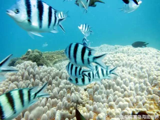 三亚潜水攻略大全,三亚怎么才能自由潜水