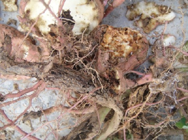 小时候奶奶跟我说这是甘薯“有风”很难吃，现在才知道这个小东西为害的