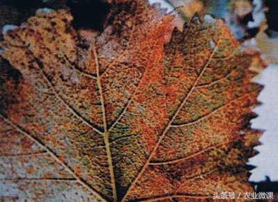 葡萄锈病的症状及治疗方法,葡萄扇叶病侵染全树症状