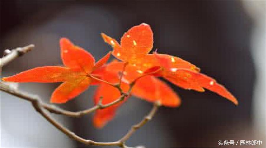 红枫盆景的养护和管理方法,美国红枫树种栽培与管理