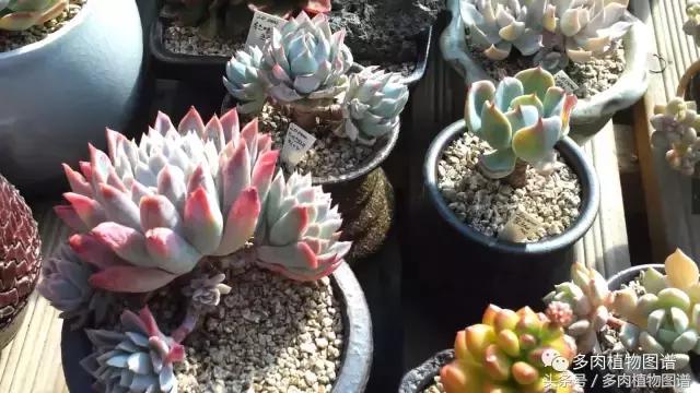 满阳台的多肉,满阳台多肉