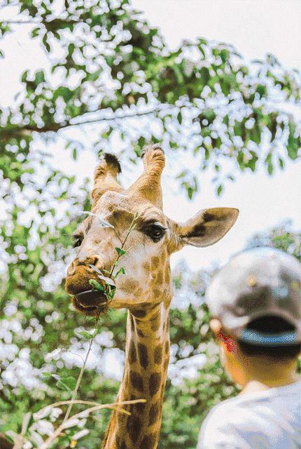 广州旅游攻略长隆动物世界,去广州旅游攻略长隆动物园