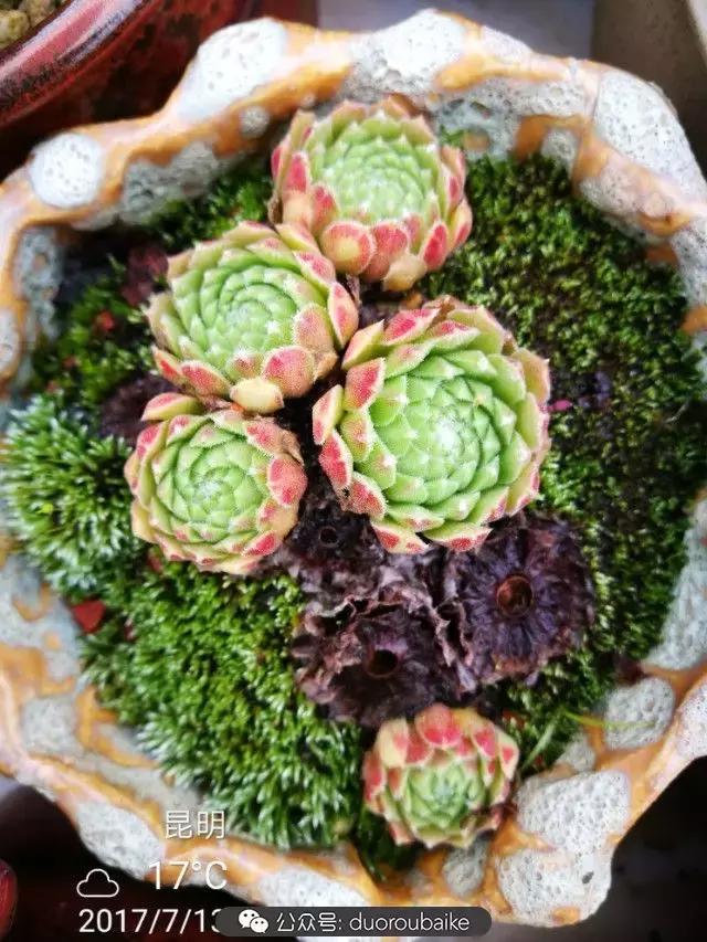 苔藓与多肉,多肉与苔藓的巧妙组合