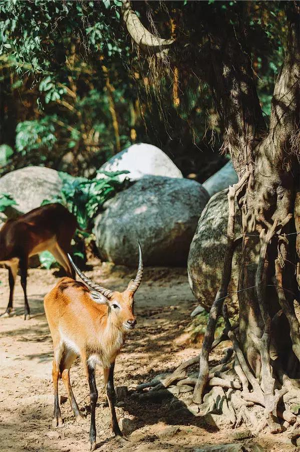 广州旅游攻略长隆动物世界,去广州旅游攻略长隆动物园