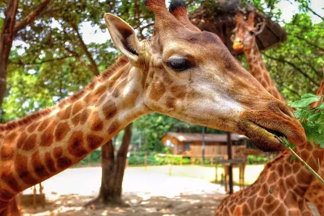 广州旅游攻略长隆动物世界,去广州旅游攻略长隆动物园