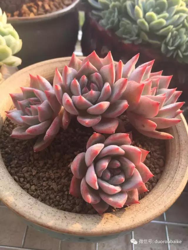 夏日多肉状态,夏天的多肉褪去了华丽的颜色
