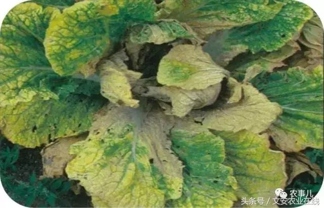 大白菜常见病虫害及防治方法,大白菜早期病虫害防治方法