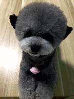 两只泰迪一红一灰,两只泰迪一蹦一跳