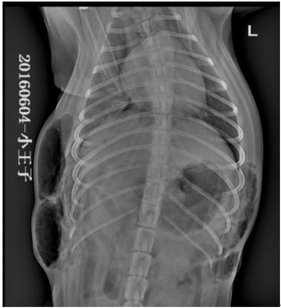 犬气胸能自愈么,犬猫气胸病例