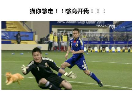 足球比赛上的猫咪,足球比赛上的猫