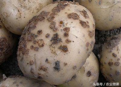 马铃薯疮痂病最佳治疗方法,马铃薯青枯病最好的治疗方法