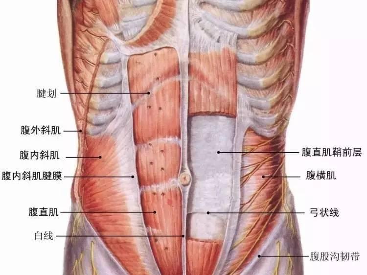 人鱼线等级划分标准,人鱼线是上下半身分界线吗
