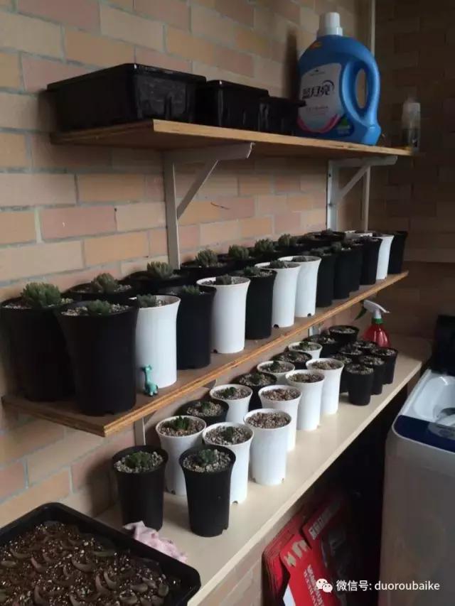 自制多肉花架最简单的方法,自制多肉花架子