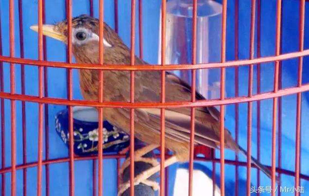 画眉鸟换羽期了怎么办,画眉鸟换羽期原文