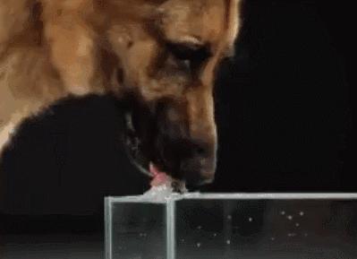 狗狗好调皮怎么办,狗狗低温解决方法