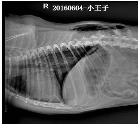 犬气胸能自愈么,犬猫气胸病例