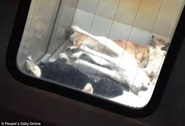 捕杀流浪猫狗的国家,大量捕杀流浪猫犯法吗