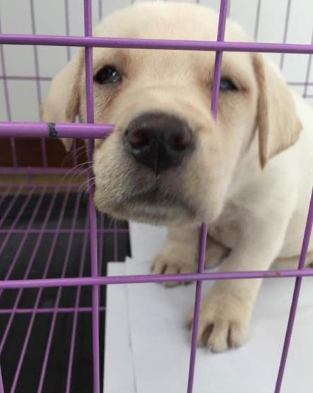 狗市买三个月的拉布拉多,拉布拉多幼犬去宠物店洗澡多少钱