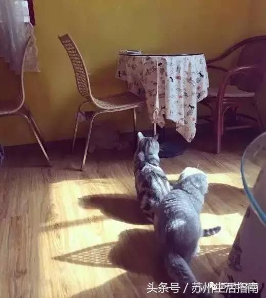 撸猫撸狗好去处苏州,苏州可以撸猫的园