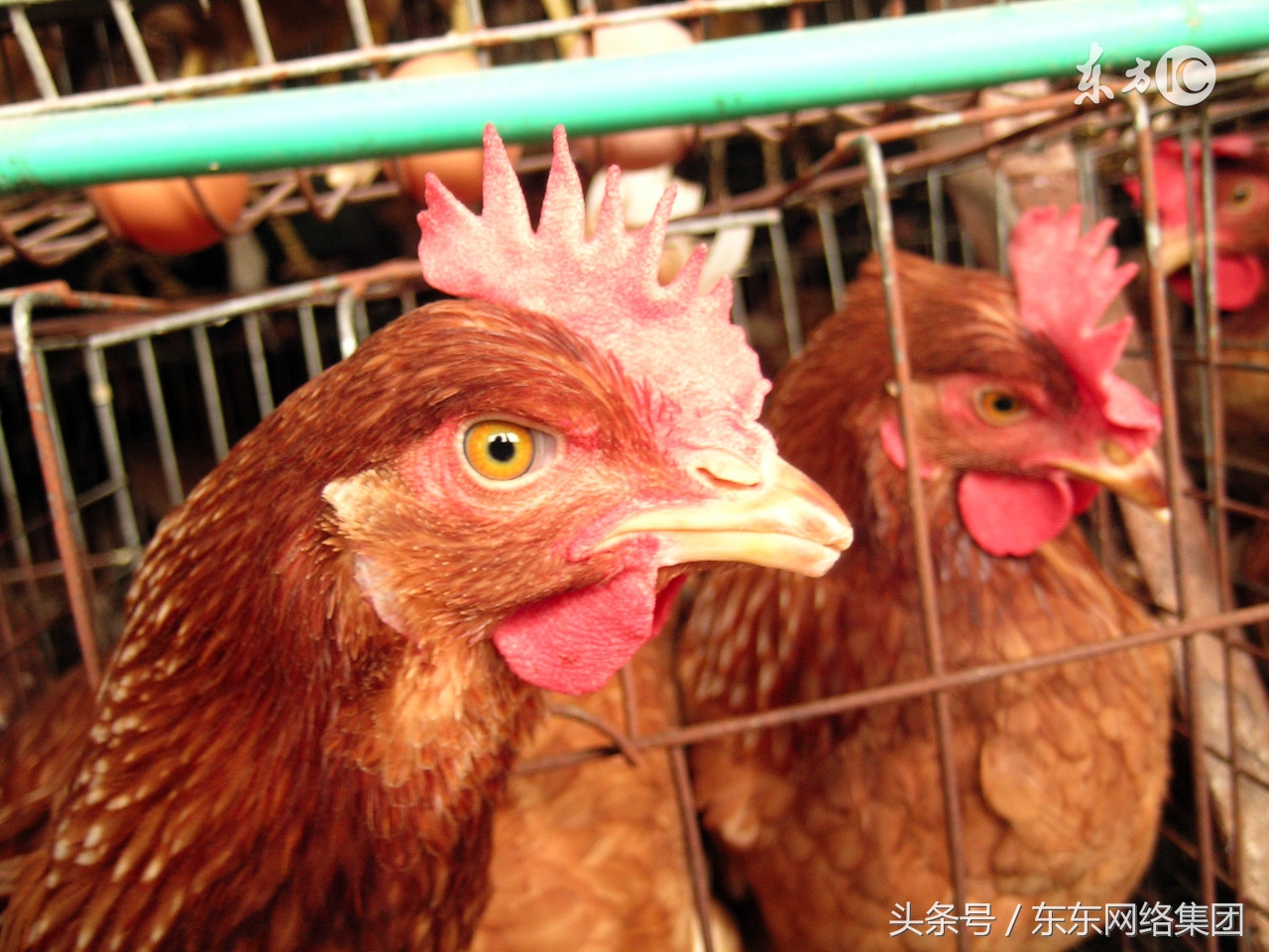 自家养殖专业户的鸡怎么销售,养了5000只鸡该怎么销售呢