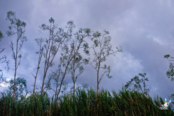 探寻野生动物,野生长鼻猴