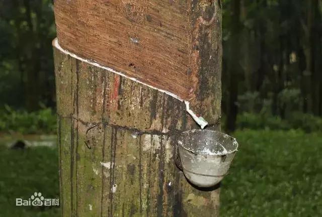 所有老司机都应该感谢这棵树，是它才成就了汽车行业