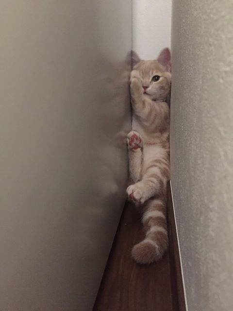 橘猫奇怪睡姿,橘猫睡了一觉