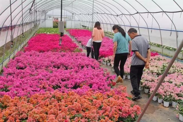 云南花海之行,云南花海基地旅游攻略