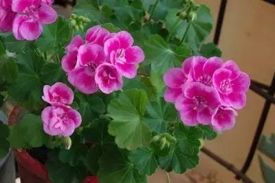 驱蚊草天竺葵怎么养殖,驱蚊草香叶天竺葵对猫咪有害吗