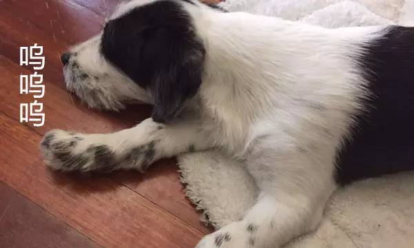 狗狗被蜜蜂蛰表情图,蜜蜂把狗狗脸蛰肿了图片