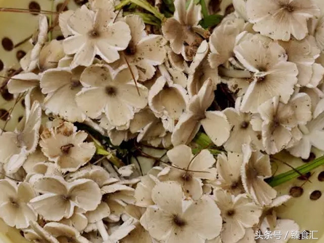 野生菌的食用与安全,野生菌安全吃法
