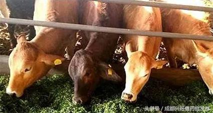 养牛误区完整版,养牛人的九大误区