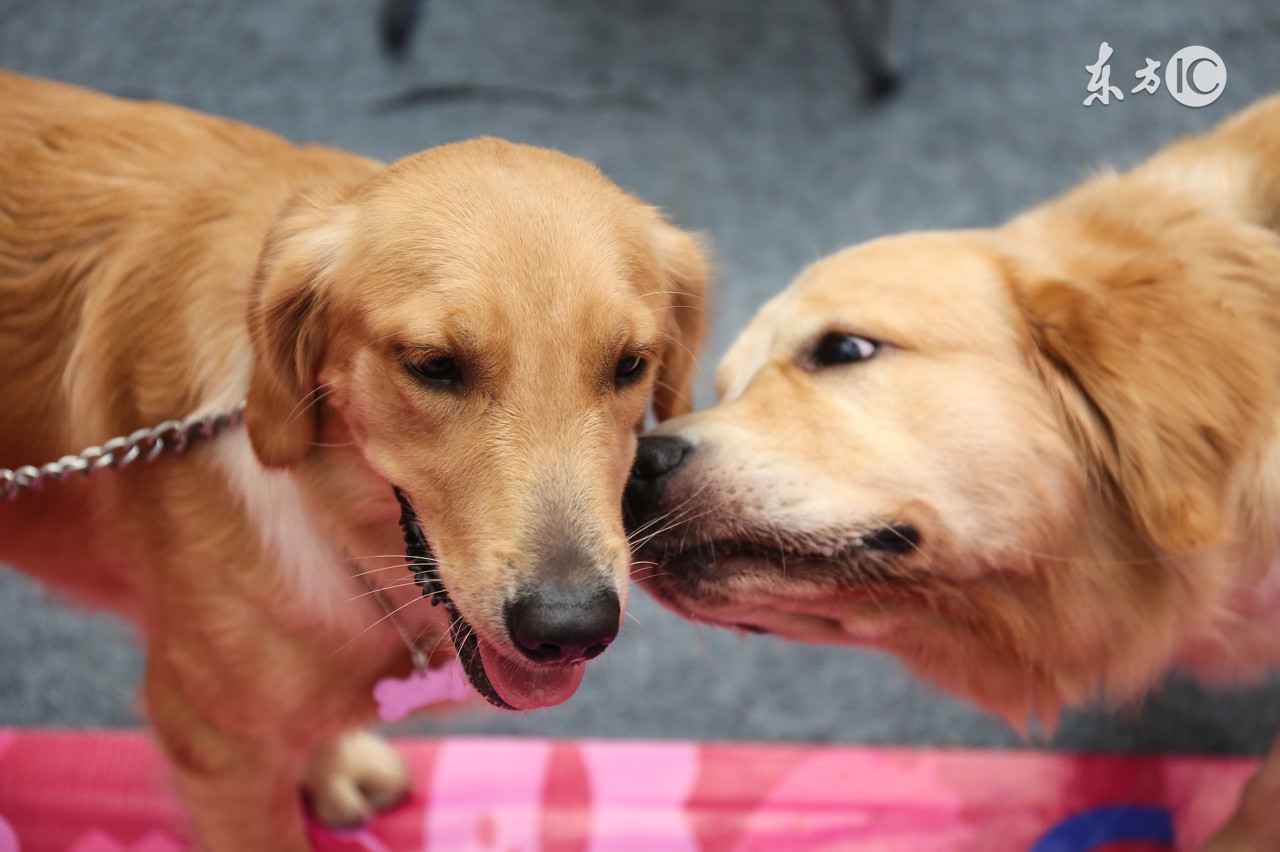 解决金毛狗狗便秘的方法,金毛幼犬便秘有什么症状