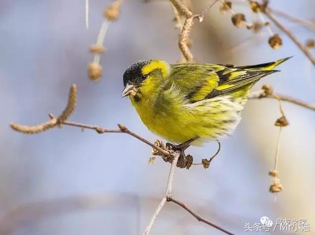 黄鸟驱虫,黄鸟驱虫用什么办法